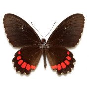 PARIDES ERITHALION POLYZELUS